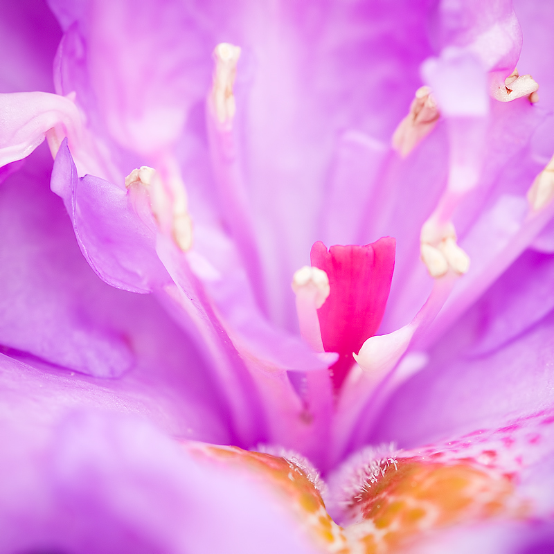 A taste of Spring