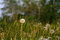 Dandelion