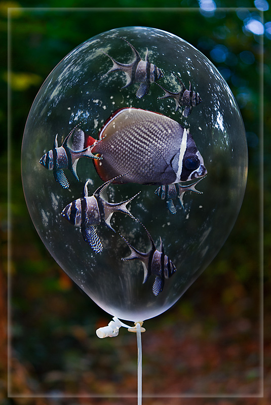 Flying Fish