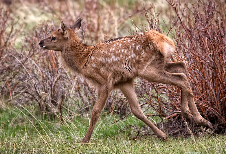 Run, Forest Baby, Run!