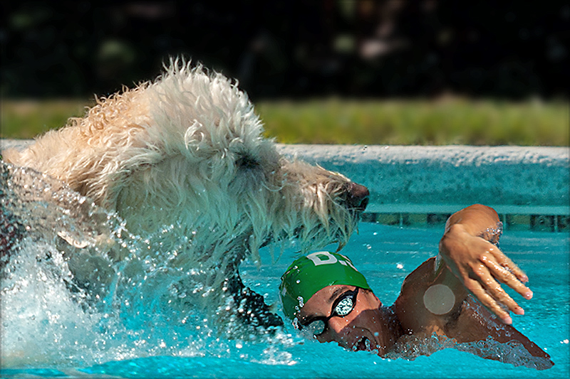 Champion swimmer fetched by giant mutant Labradoodle!