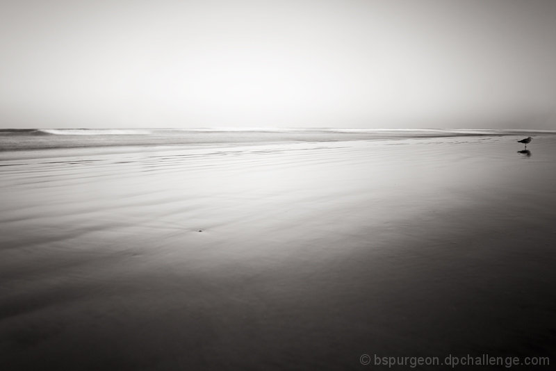 wave..shell......gull