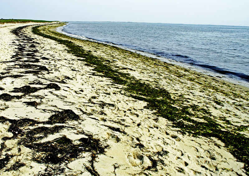 Seaweeds on the beach