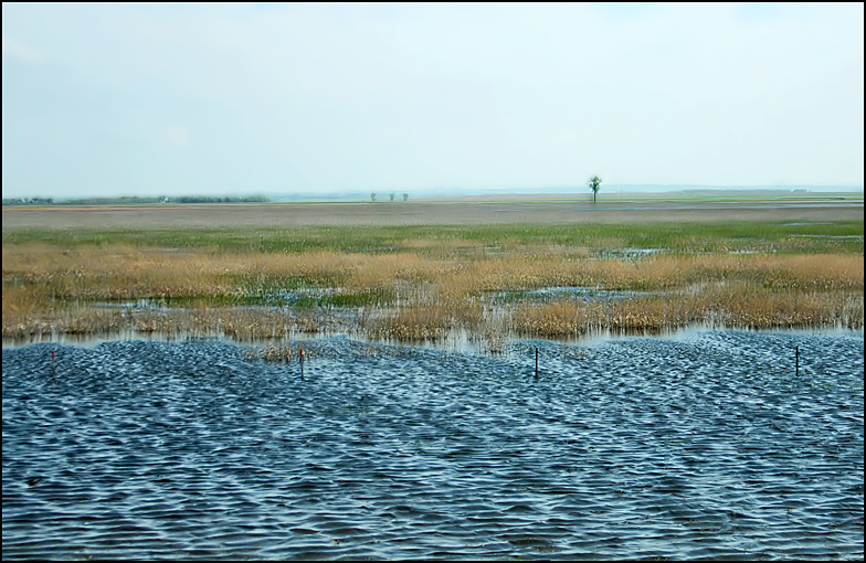 Flooded Field