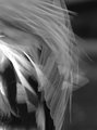 Feathers