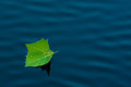 sotto voce