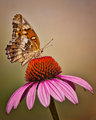 Cone Flower a Butterflies Treat