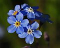 Forget-Me-Not