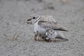 Popped Out Plover
