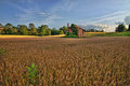 Fields of Gold and Green