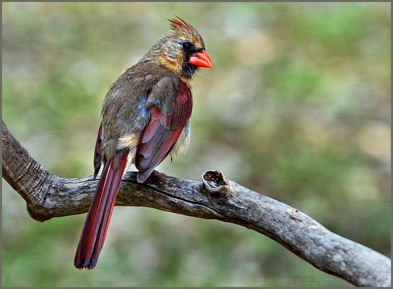 Ruffled Feathers