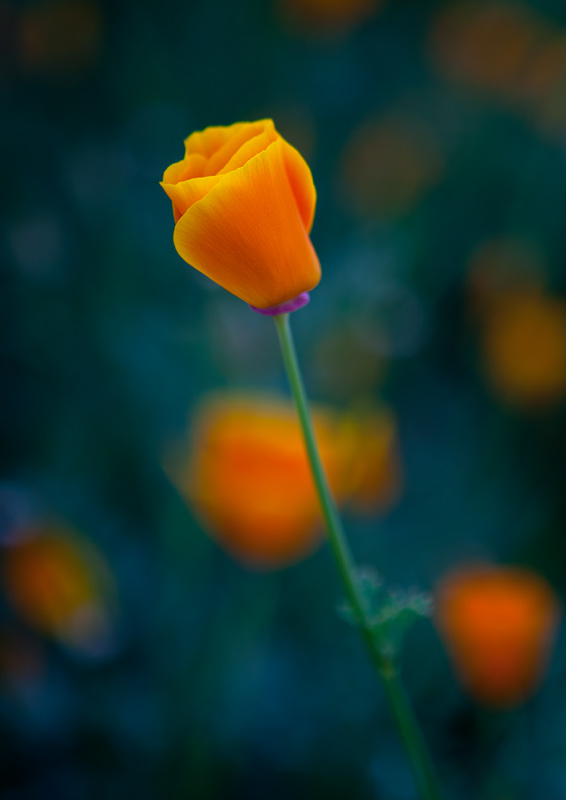 Orange Oasis