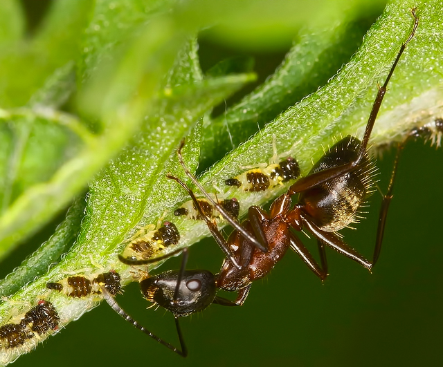 Out of the Corner of My Eye....... Life under the Leaf
