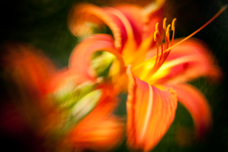 Tiger Lily II