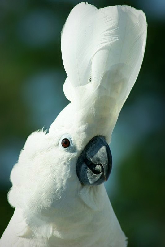  Enraged Parrot