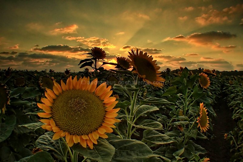 Sunset over Sunflower Field