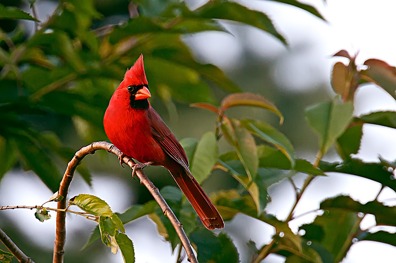 Evening Cardinal