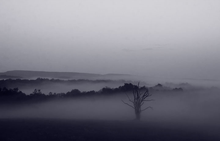 Out of the Mist