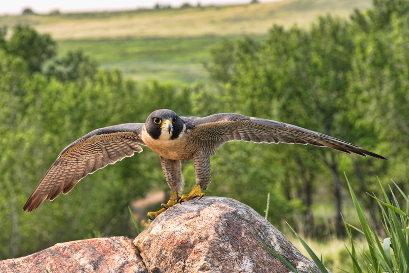 Peregine Falcon cooling it on a rock.