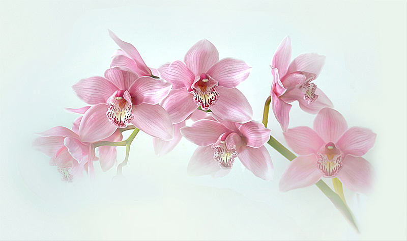 Orchids