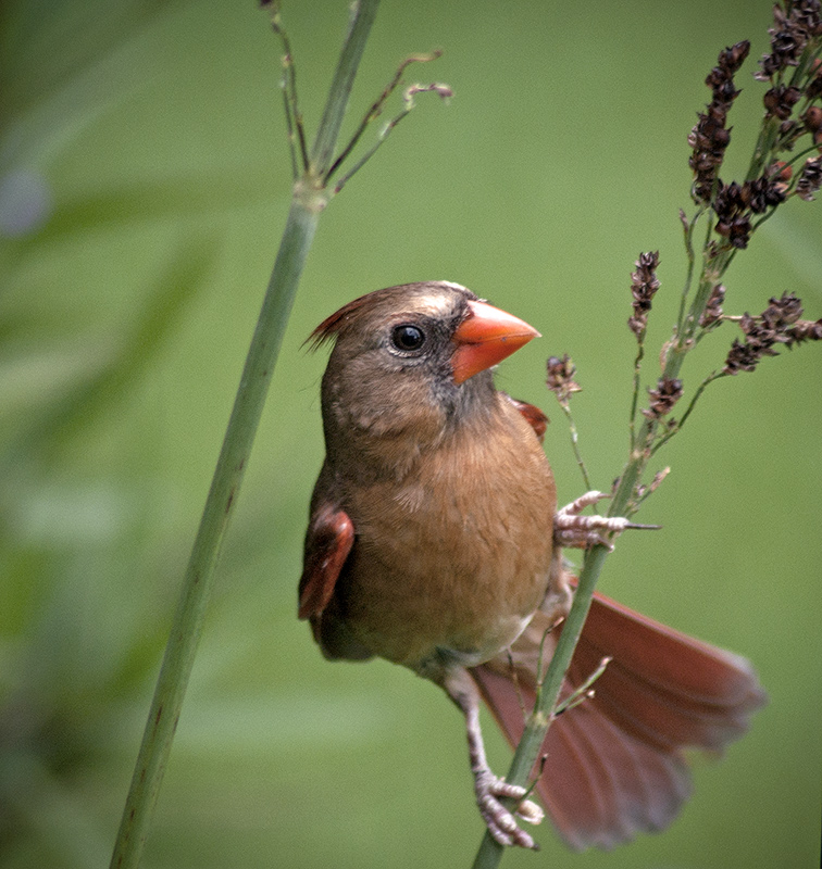 Young  Cardinal