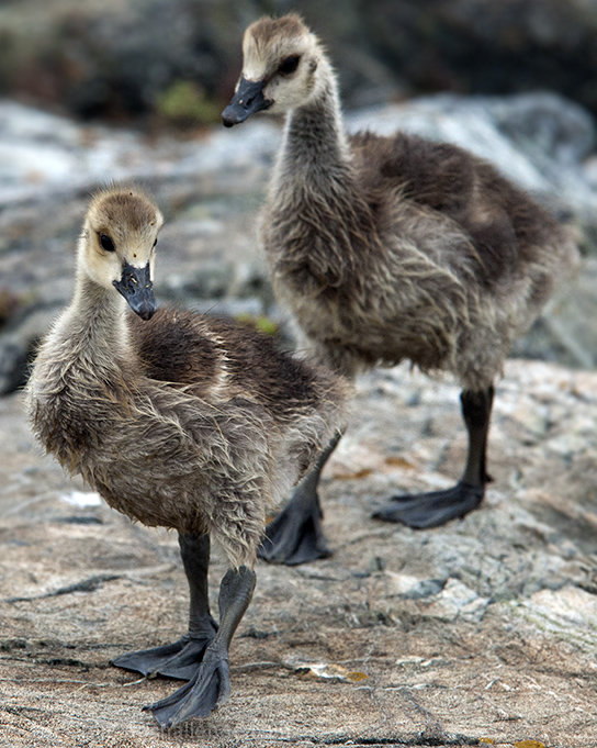 Canada Goose Gosling: Stepping out