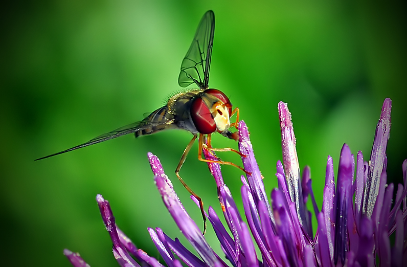 Hoverfly