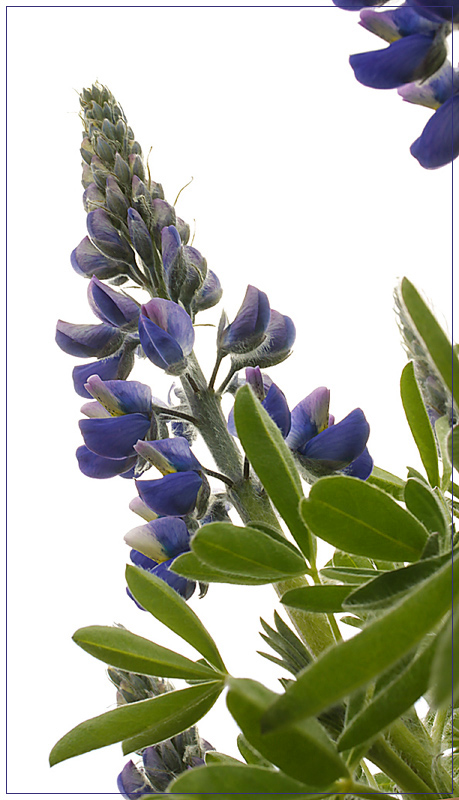 Lupine