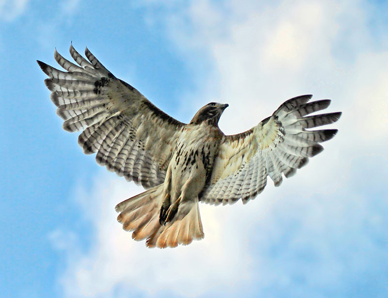 Tiercel Aloft