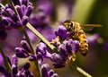 Mmmmm! Lavender, My Favorite