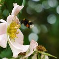 Bee bokeh