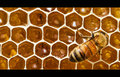 The Honey Factory