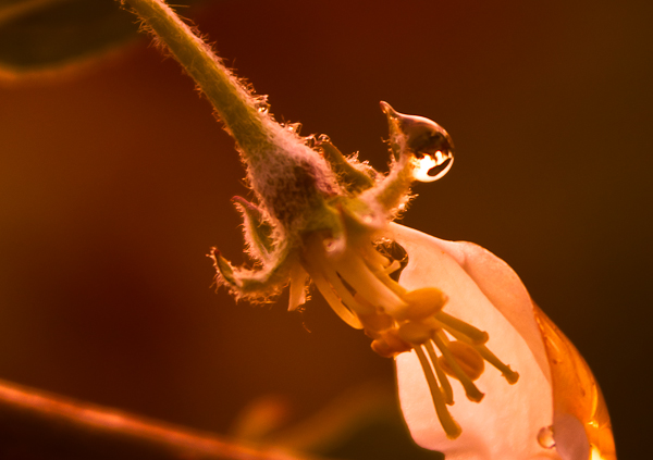 Sunset through a teardrop of honey 
