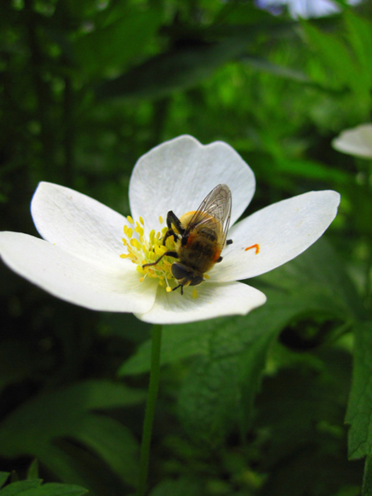 There's No Honey Without Pollen