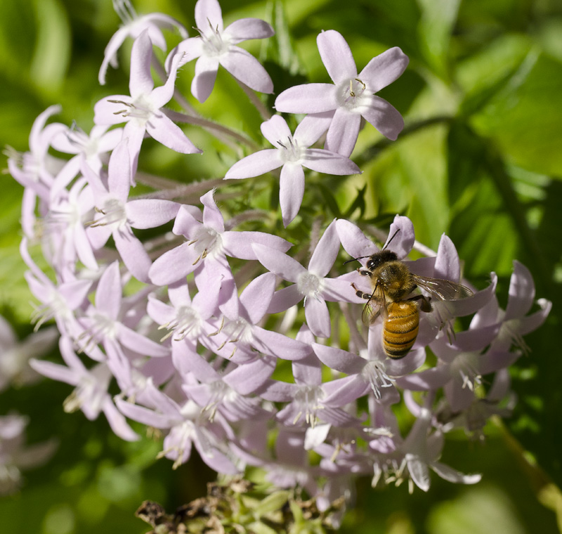 Busy Bee