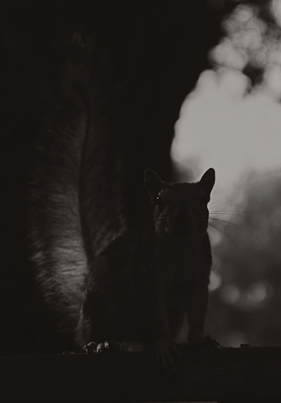 She Waits