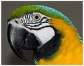 Tropical Parrots, June: Ara ararauna