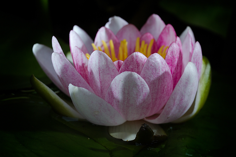 May - Month of the waterlily
