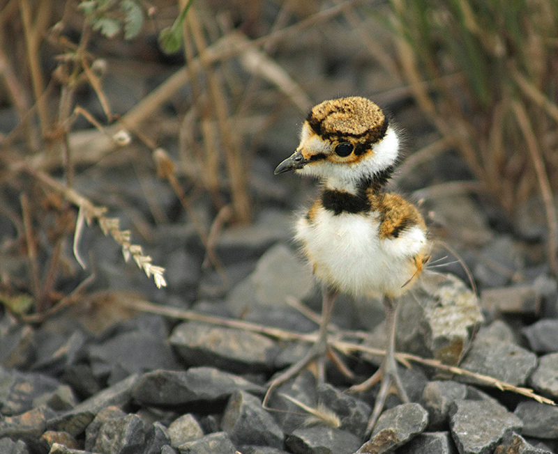 May - Audubon Society Calendar 