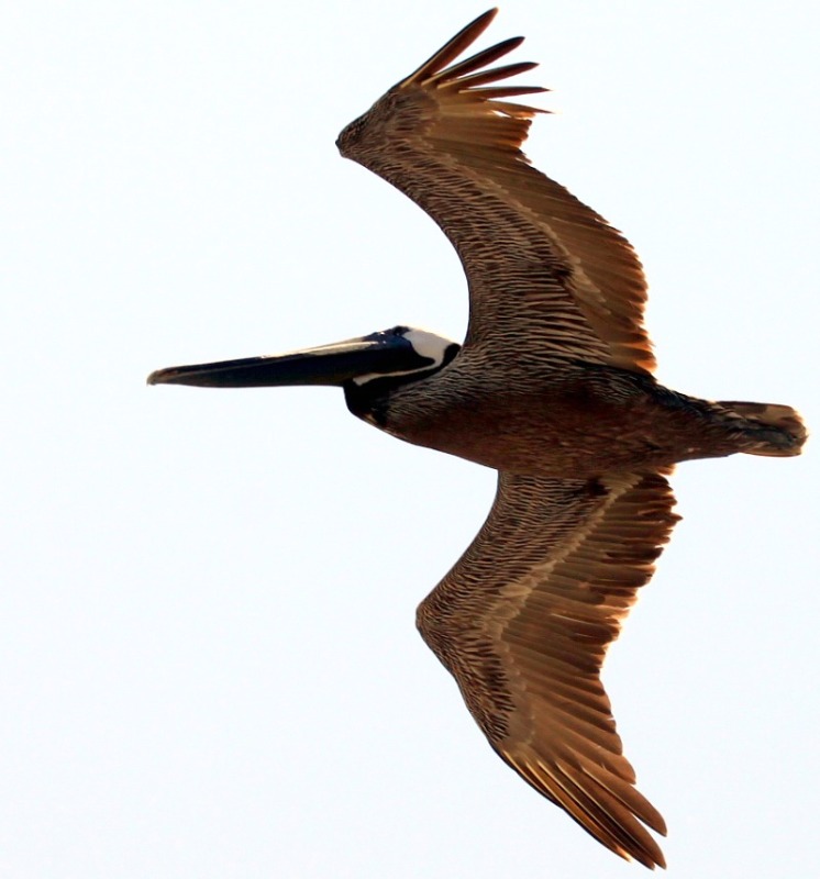 Brown Pelican Migration. March