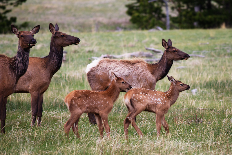 Ushering in The Newborns of June