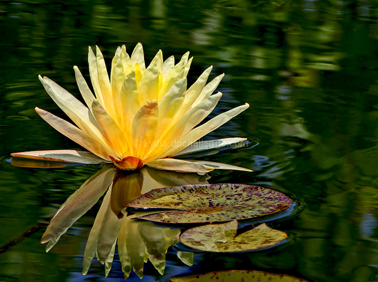 The Waterlily Collection : July