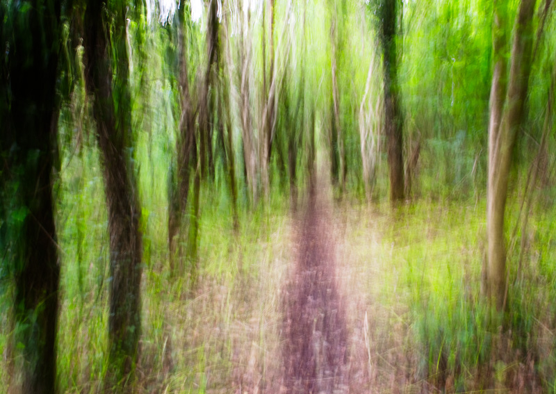 Woods in June