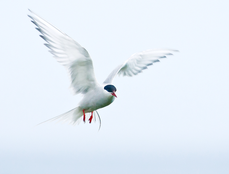 Arctic Tern, May, Birds of the World 2011