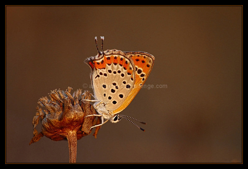 June - Copper Butterfly