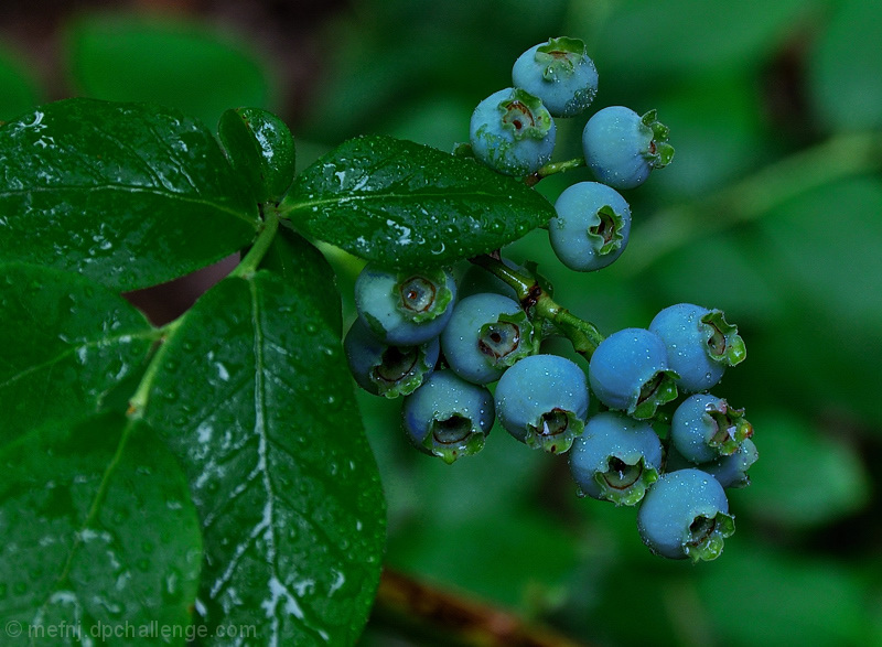 Fruit Of The Month - June Blueberries