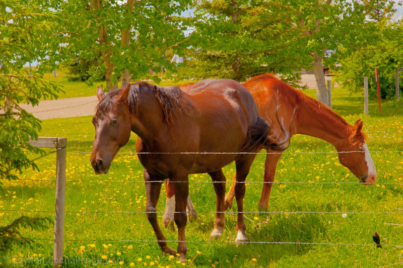 June/horses