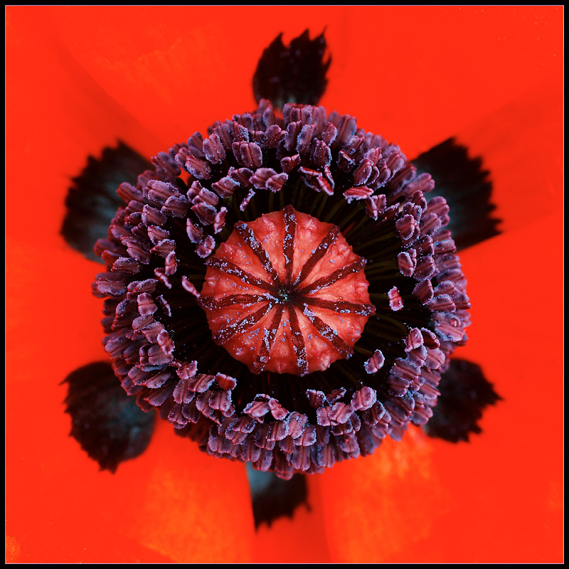 Flowers by Design- June- The Poppy