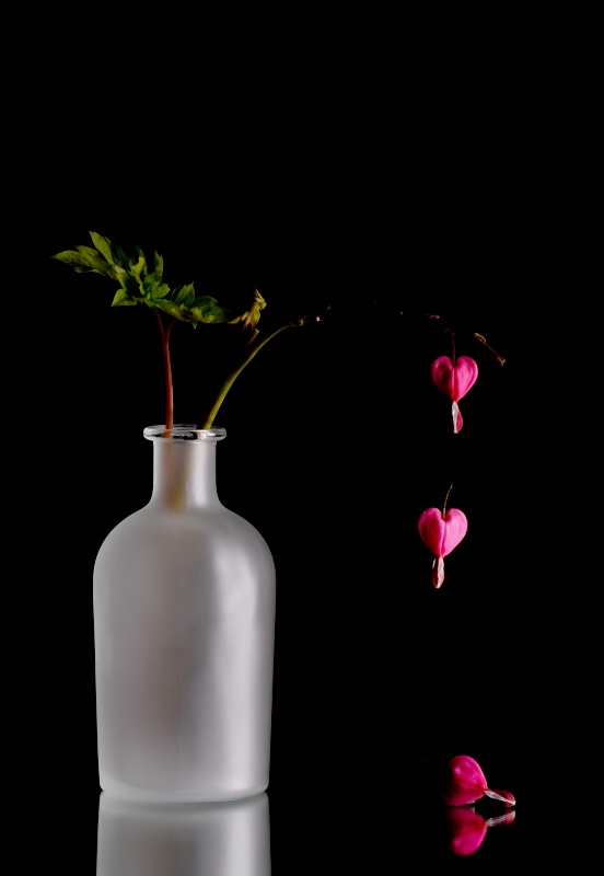 Bleeding Hearts - Symbol of Lost Love