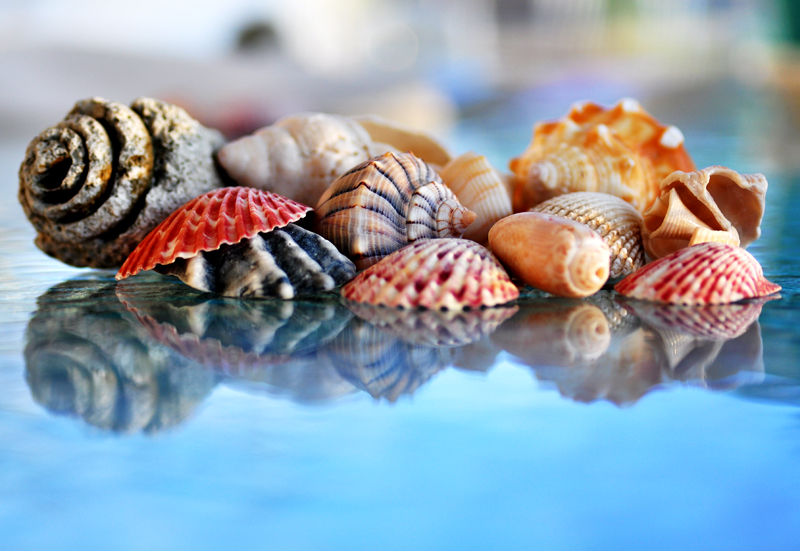 Seashells by the Seashore